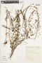Hypericum myrianthum Cham. & Schltdl., BRAZIL, F