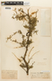 Prosopis affinis Spreng., PARAGUAY, F
