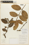 Garcinia guacopary (S. Moore) M. Nee, BOLIVIA, F