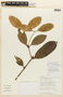 Garcinia guacopary (S. Moore) M. Nee, BOLIVIA, F
