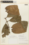 Garcinia macrophylla Mart., PERU, F