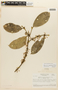 Garcinia madruno (Kunth) Hammel, BRAZIL, F