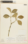 Garcinia madruno (Kunth) Hammel, ECUADOR, F