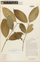 Garcinia madruno (Kunth) Hammel, ECUADOR, F