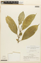 Garcinia madruno (Kunth) Hammel, PERU, F