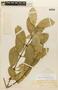 Garcinia madruno (Kunth) Hammel, COLOMBIA, F