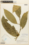 Garcinia madruno (Kunth) Hammel, PERU, F