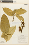 Garcinia madruno (Kunth) Hammel, BRAZIL, F