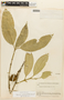 Garcinia madruno (Kunth) Hammel, BOLIVIA, F