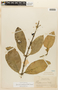 Garcinia madruno (Kunth) Hammel, BRITISH GUIANA [Guyana], F