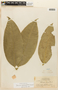 Garcinia madruno (Kunth) Hammel, BRITISH GUIANA [Guyana], F
