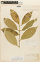 Garcinia madruno (Kunth) Hammel, F