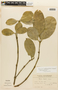 Garcinia madruno (Kunth) Hammel, SURINAME, F