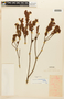 Hypericum caracasanum Willd., VENEZUELA, F
