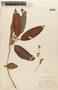 Marila laxiflora Rusby, BOLIVIA, F