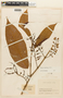 Marila laxiflora Rusby, COLOMBIA, F
