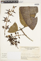 Marila macrophylla Benth., COLOMBIA, F