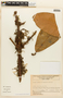 Garcinia magnifolia (Pittier) Hammel, COLOMBIA, F