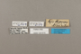 124515 Myscelia hypatia labels IN