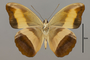 124529 Catonephele salacia v IN