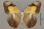 124531 Catonephele antinoe v IN