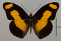 124533 Catonephele salambria d IN
