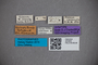 2819838 Dianous minor ST labels IN
