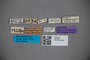 2819840 Dianous punctiventris ST labels IN
