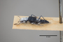 2819840 Dianous punctiventris ST p IN