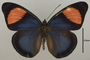 124539 Batesia hypochlora hypoxantha d IN
