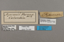 124566 Hamadryas fornax fornacalia labels IN