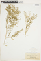 Rorippa curvisiliqua (Hook.) Bessey ex Britton, U.S.A., M. S. Clemens, F