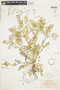 Rorippa curvisiliqua (Hook.) Bessey ex Britton, U.S.A., A. A. Heller 5807, F