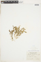 Rorippa curvisiliqua (Hook.) Bessey ex Britton, U.S.A., S. S. Visher 175, F