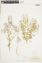 Rorippa curvisiliqua (Hook.) Bessey ex Britton, U.S.A., W. N. Suksdorf, F