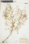 Rorippa curvisiliqua (Hook.) Bessey ex Britton, U.S.A., C. V. Piper 1840, F