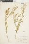 Rorippa curvisiliqua (Hook.) Bessey ex Britton, U.S.A., W. J. Eyerdam, F