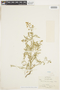 Rorippa curvisiliqua (Hook.) Bessey ex Britton, U.S.A., C. C. Epling 5637, F