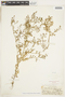 Rorippa curvisiliqua (Hook.) Bessey ex Britton, U.S.A., E. Hall, F