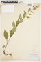 Solidago erecta image