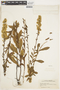 Solidago erecta image