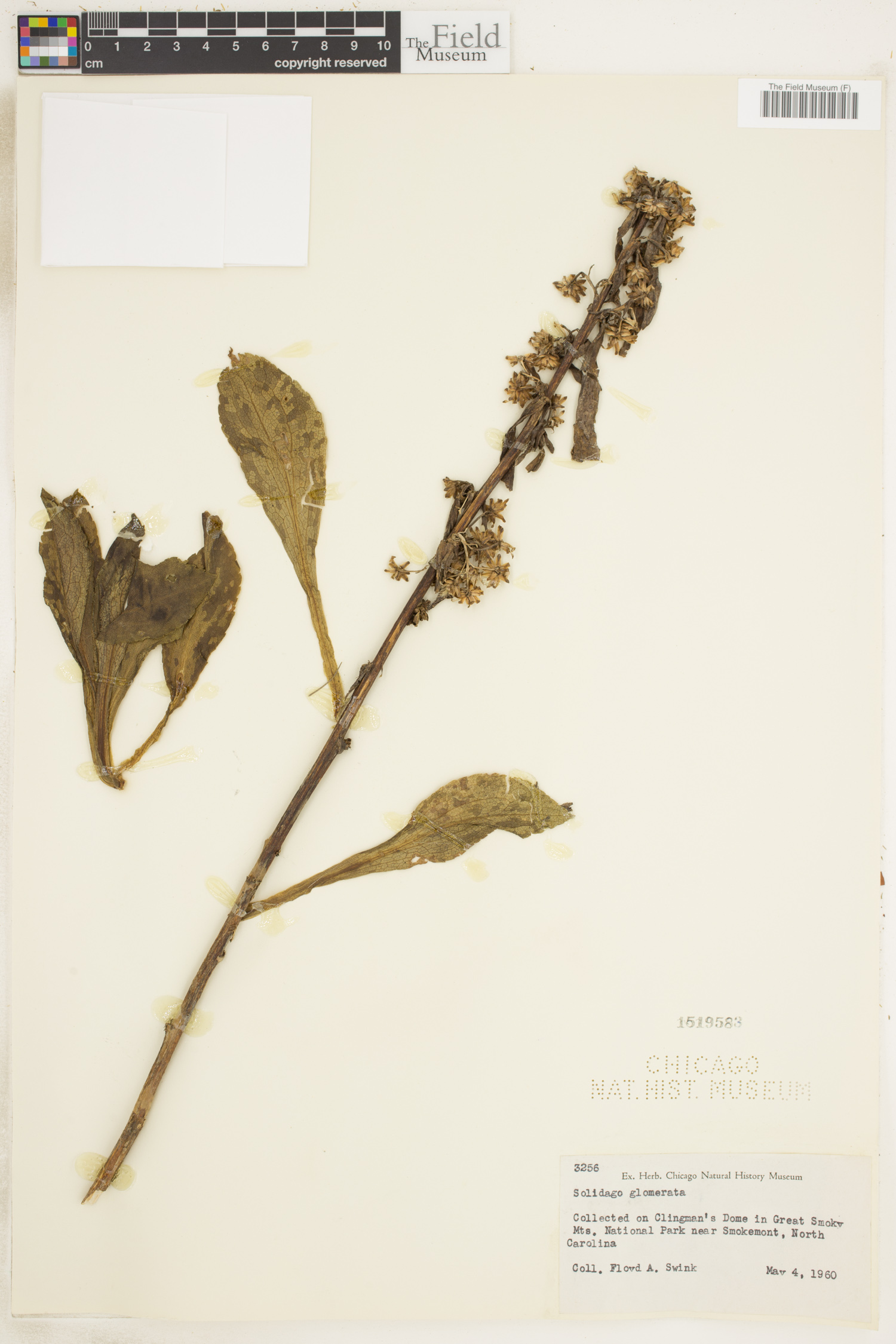 Solidago glomerata image