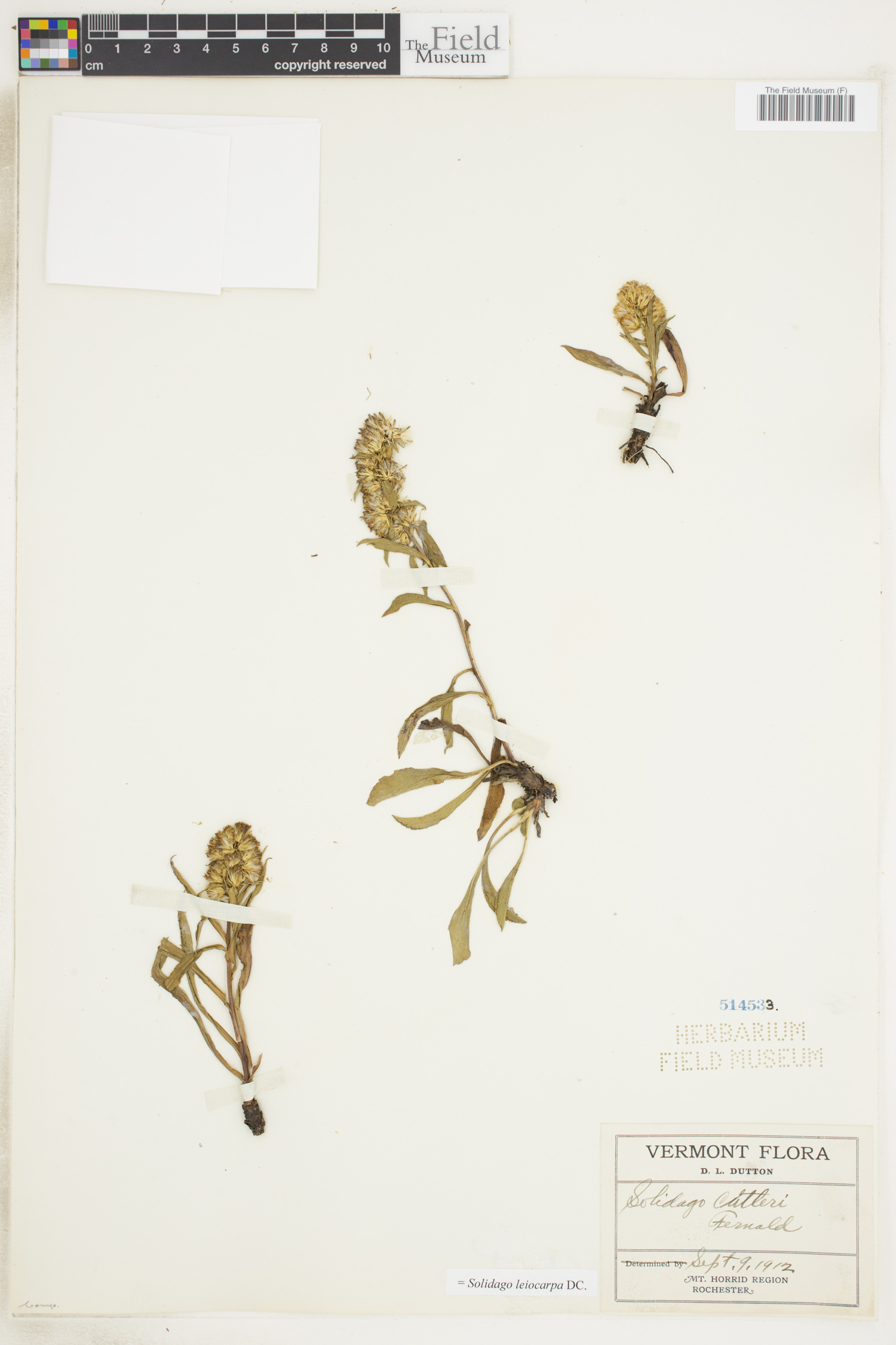 Solidago leiocarpa image