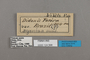 124568 Biblis hyperia aganisa labels IN