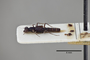 2819847 Dianous striatellus ST p IN