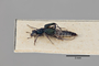 2819851 Dianous viridipennis ST p IN