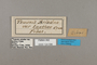 124596 Temenis laothoe laothoe labels IN