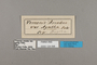 124598 Temenis laothoe laothoe labels IN