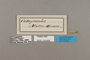 124606 Callicore sp labels IN