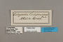 124608 Callicore astarte codomannus labels IN